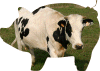 pig-cow_audace.gif (195817 bytes)